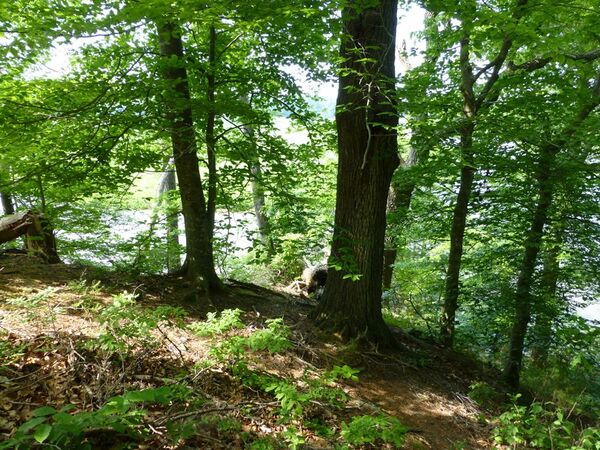 Smith's Fort Edge of Bluff and Grays Creek Below