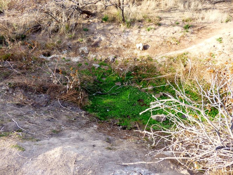 File:Beale Spring - 1.jpg